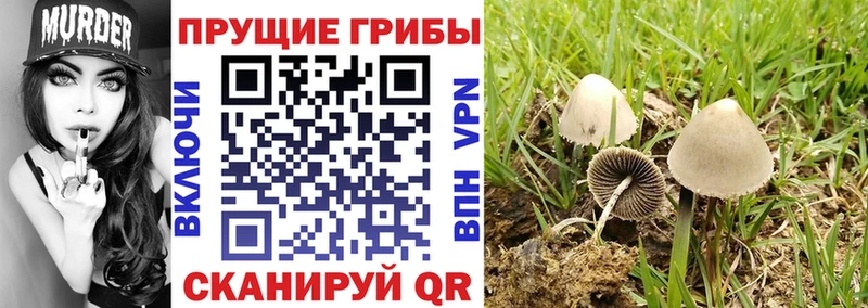Купить закладки  Большой Камень  Галлюциногенные грибы Psilocybe 